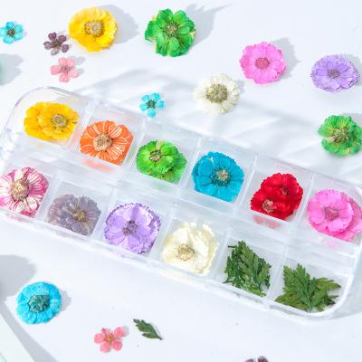 China Natural Touch Best Selling Dried Flowers Nail Art 12 Grid Dried Flowers Mini Dried Flowers Natural for sale