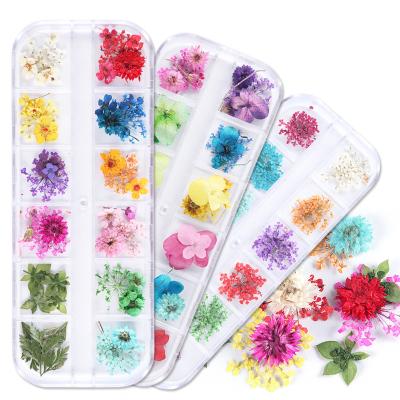 China Wholesale Colorful Nail Art Dry Flower Small Dried Natural Contact Flowers Real Dry Flowers for sale