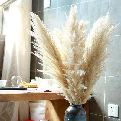 China Hot Sale Amazon Real Nature Touch Natural Dried Wedding Flowers Large Fluffy White Dried Pampas Grass for sale