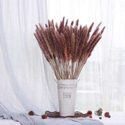 China Real Touch Nature 30 Pcs Pampas Grass Reed Grass Plume Dried Flower Natural Dry Phragmites For Wedding Flower Arrangements Home Decor for sale