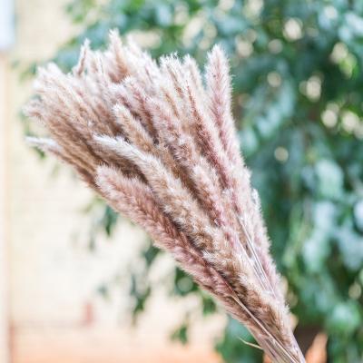 China Low price pampas grass decor fluffy small dry grass flower arrangements real touch nature pampas grass decor for sale