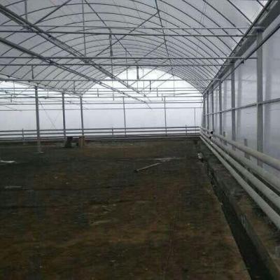 China Professional Greenhouses PE Sawtooth Type Greenhouses for sale