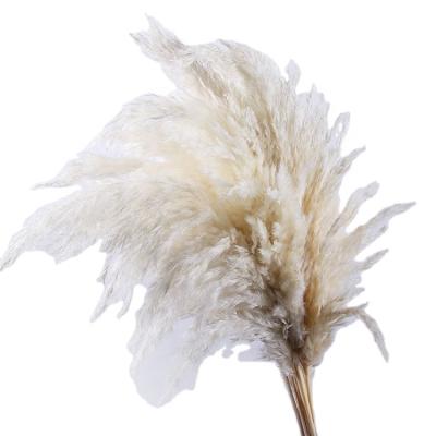 China Minimalist Bestsellers Thatch Little Real Flower Props Wedding Home Decoration Dried Bouquet for sale