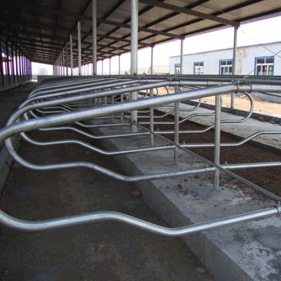 China Freestanding Farms And Clean Cow Rest Dairy Farm Hot Dip Galvanized Single / Double Free Row Type Dairy Cow Stall for sale