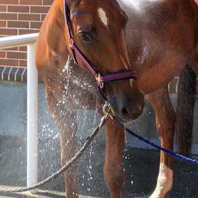 China Equestrian Rubber Stall Mats Environmental Molding Equine Paver Tiles for sale