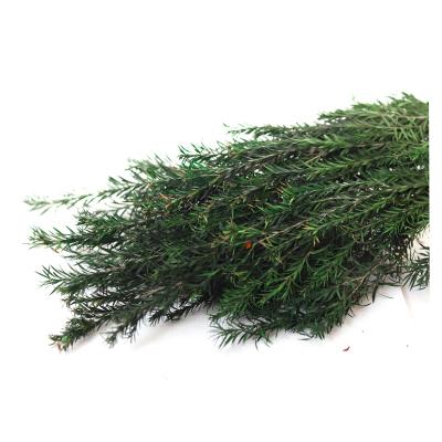 China Natural Fresh Melaleuca 2021 Most Popular Wholesale Preserved China Melaleuca Bracteata Flowers For Home Decoration for sale