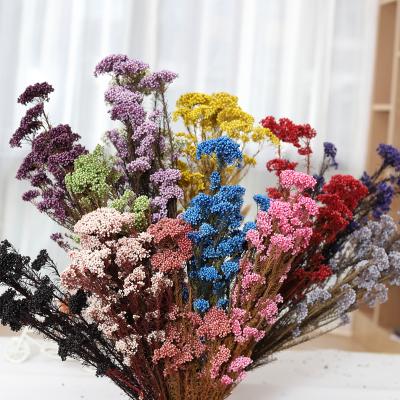 China Natural Fresh Millet Fruit Wholesale High Quality Preserved Rice Dried Flower For Home Decoration for sale