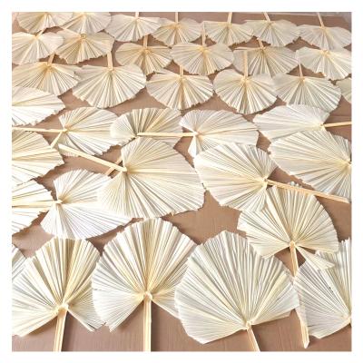 China Natural fresh palm leaves Amazon 2020 shopify wholesale hot sale dried flower dried palm leaves for wedding decoration for sale