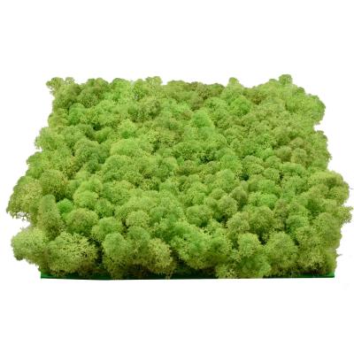 China Wholesale 30*30*5-6cm DIY Desktop Real Natural Natural Green Wall Panels Tiles Architectural Stabilized Reindeer Preserved Touch Reindeer Preserved Moss for sale