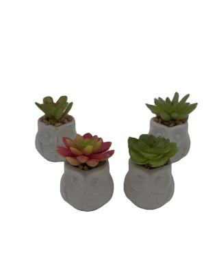 China Cement+plastic wholesale 4pcs plastic potted green plants artificial succulents for sale