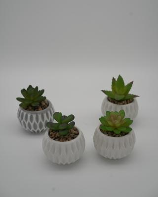 China Cement+plastic Ningbo Artificial Plants Potted Succulents Looking Real for sale