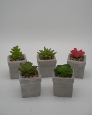 China Cement+plastic Wholesale 5 Pcs Cute Simple Ceramic Potted Artificial Succulent Plants for sale