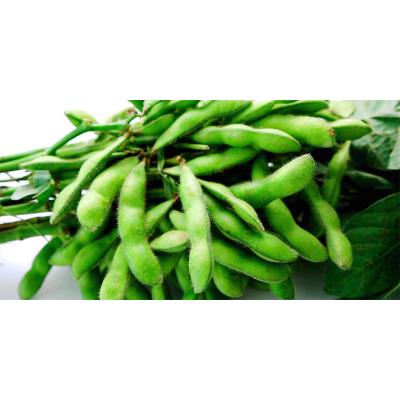 China Wholesale Good Quality FROZEN Edamame Frozen Green Soy Beans Frozen Vegetables For Japanese Chain Store for sale