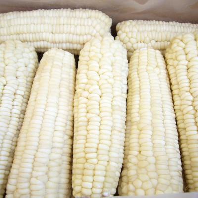 China Wholesale High Quality Waxy Frozen Corn Corn Cob FROZEN for sale