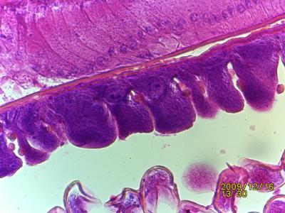 Cina 5,0 microscopio LCD ×/18 mega dell'oculare WF10 Digital del giacimento del sensore di CMOS dei pixel ampi BLM-280 in vendita