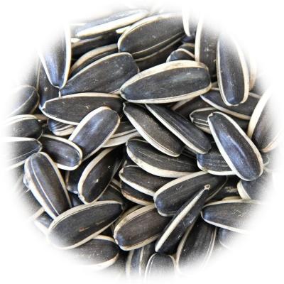 China Dired raw seeds Nice price with high quality raw material sunflower seeds for wholesale for sale