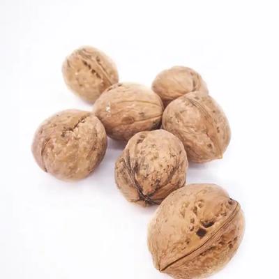 China Dried Chinese Manufacturer Best Selling New Crop 185 Walnut In shell unwashed With Cheap Price for sale