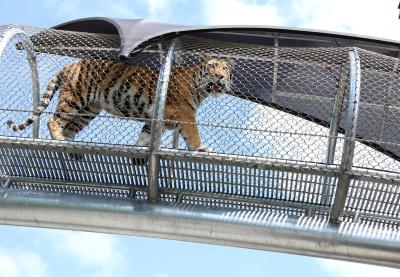 Chine stainless steel cable mesh Stainless Steel Zoo Mesh à vendre