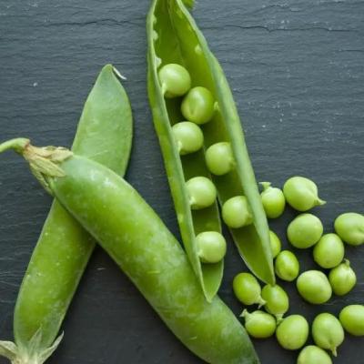 China canned canned food canned peas canned beans for sale