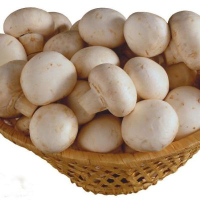 China High Quality Canned Canned Fresh Mushroom From China for sale