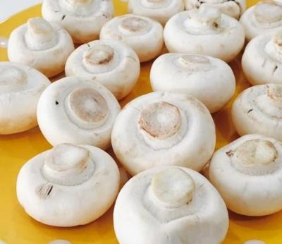 China Canned High Quality Volvariella Volvacea / Canned Straw Mushroom From Porcelain for sale