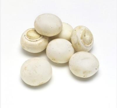 China Good Canned Selling Whole Canned Mushroom In Factory Price for sale