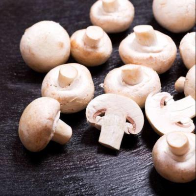 China 2021 Canned Slider Canned Mushroom Canned Sliding-mushroom For Sale for sale