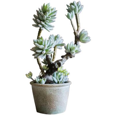 China Green Plant Indoor Artificial Desktop Decoration Plants Bonsai Artificial Succulent Tree for sale