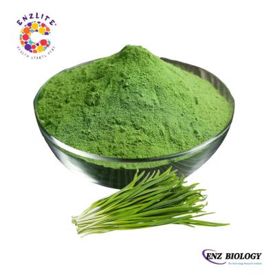 China Chinese Food Contract Manufacturing Chives Seed Extract 10:1 Leek Seed Extract Pure Natural Allium Tuberosum Powder for sale