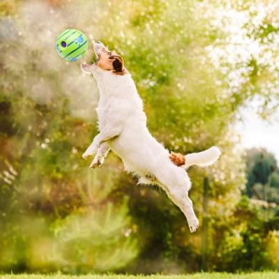 China Hot Sale PVC Viable Bite Resistance Non-Toxic Vocalization Dog Ball Chew Ball Clean Easy Clean Interactive Toy For Outdoor Home for sale