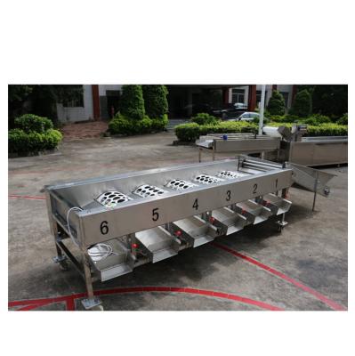 China High efficiency easy operate custom medjool fresh dates sorter for vegetable and fruit sorter for sale