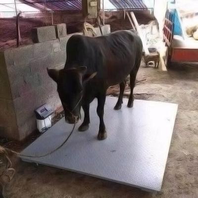 China Carbon Steel Livestock Scale 1000kg 2000kg 1t Livestock Scale Platform Scale For Weighing Cattle Used Animal Weighing for sale