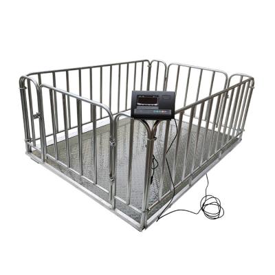 China Carbon Steel Height Barrier Industrial Cattle Weight Scale ScalesLivestock Digital Animal Floor Scales for sale