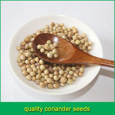 China No Spot Coriander Seed Price Best for sale