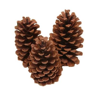 China Popular Hot Sale Lower Price Christmas Tree Decoration Pine Cone Professional Hanging DIY Ornament Natural Products for sale