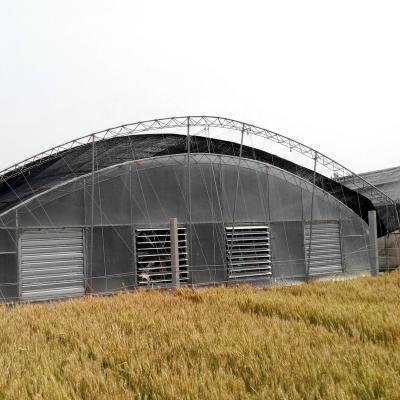 China Stable Structure Easily Assembled China Modern Agricultural Multi Span Plastic Film Tunnel Greenhouses For Hydroponics for sale