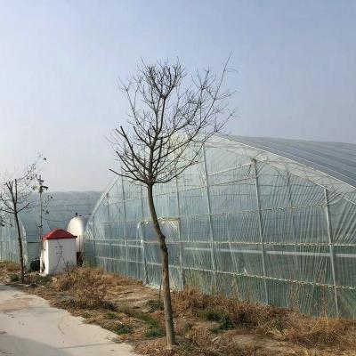 China Stable Structure Easily Assembled Modern Agricultural Multi Span Plastic Film Tunnel Greenhouses For Hydroponics for sale