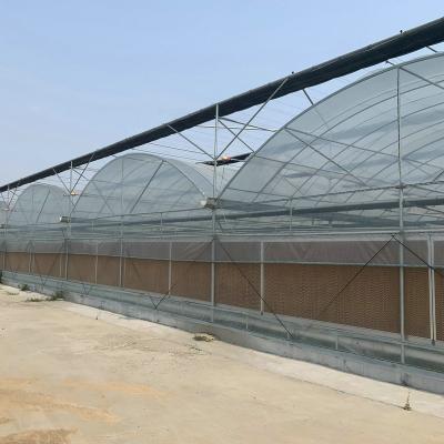 China Stable Structure Easily Assembled Plastic Film Multi Span Vegetable Invernadero Modern Agricultural Greenhouses for sale