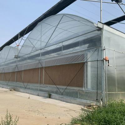 China Stable structure easily assembled sawtooth roof plastic sheet agricultural greenhouses invernadero for planting for sale