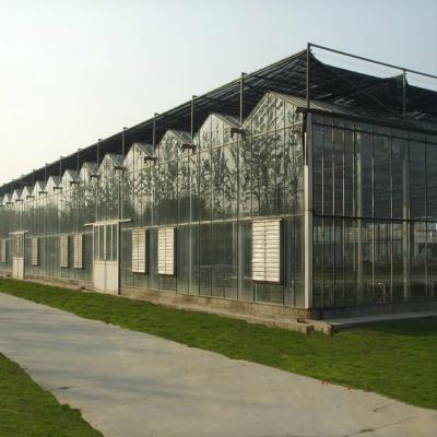 China Venlo type with commercial intelligent Multi-span double / three triangle ridges glass greenhouse for cultivation for sale