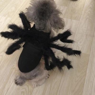 China Hot Selling Halloween Pet Spider Clothes Dog Cat Horror Simulation Plush Spider Costume Dress Wq1598703361112135 for sale