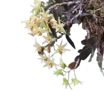 China Food Best Selling Products Large Quantity and Lower Price of Dendrobium candidum Candidum Flower Dry Dendrobium for sale