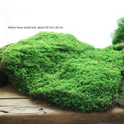 China Style: Forest Pastoral Decorative Series Leisure Landscape Flower Wall Moss Green Plants Lawn Sales Plant Garden Landscaping for sale