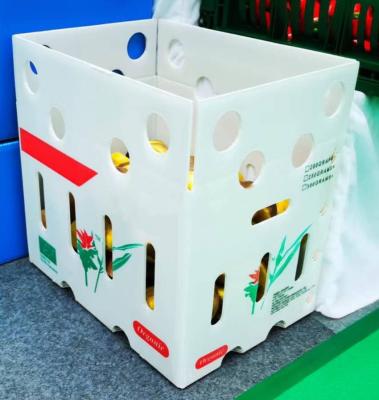 China Plastic Turnover Box PP Hollow Sheet Corrugated Board Packing Bin For Vegetable for sale