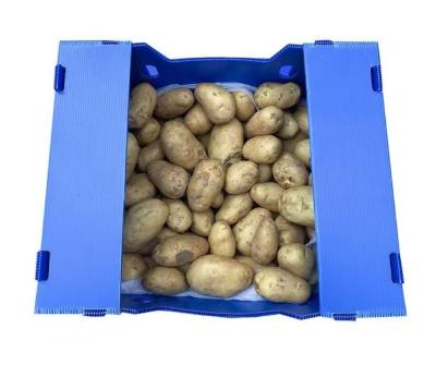 China Plastic Turnover Box PP Corrugated Sheet Hollow Fruits And Vegetables Moving Container for sale