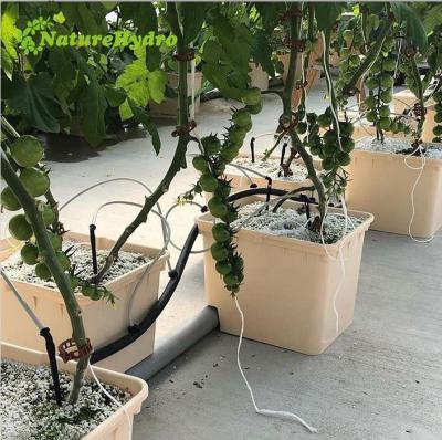 China Dutch Vine Tomatoes Bato Bucket For Greenhouse Hydroponic System for sale