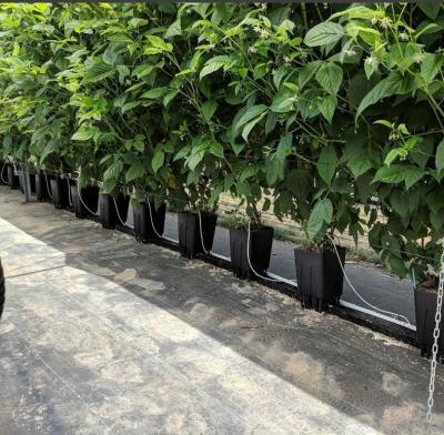 China 7L Food Grade Plastic Nursery Grow Plastic Pot For Seedling for sale