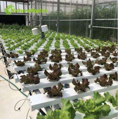 China Hydroponic Channel Nft Growing Lettuces 100X50mm System for sale