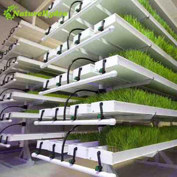 China Easy Growing Barley Fodder Green Fodder Grow Trays Hydroponic Fodder System for sale