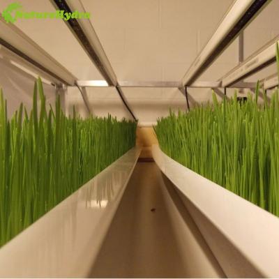 China Easy raising microgreen fodder machine hydroponics barely to raise system fodder tray for sale